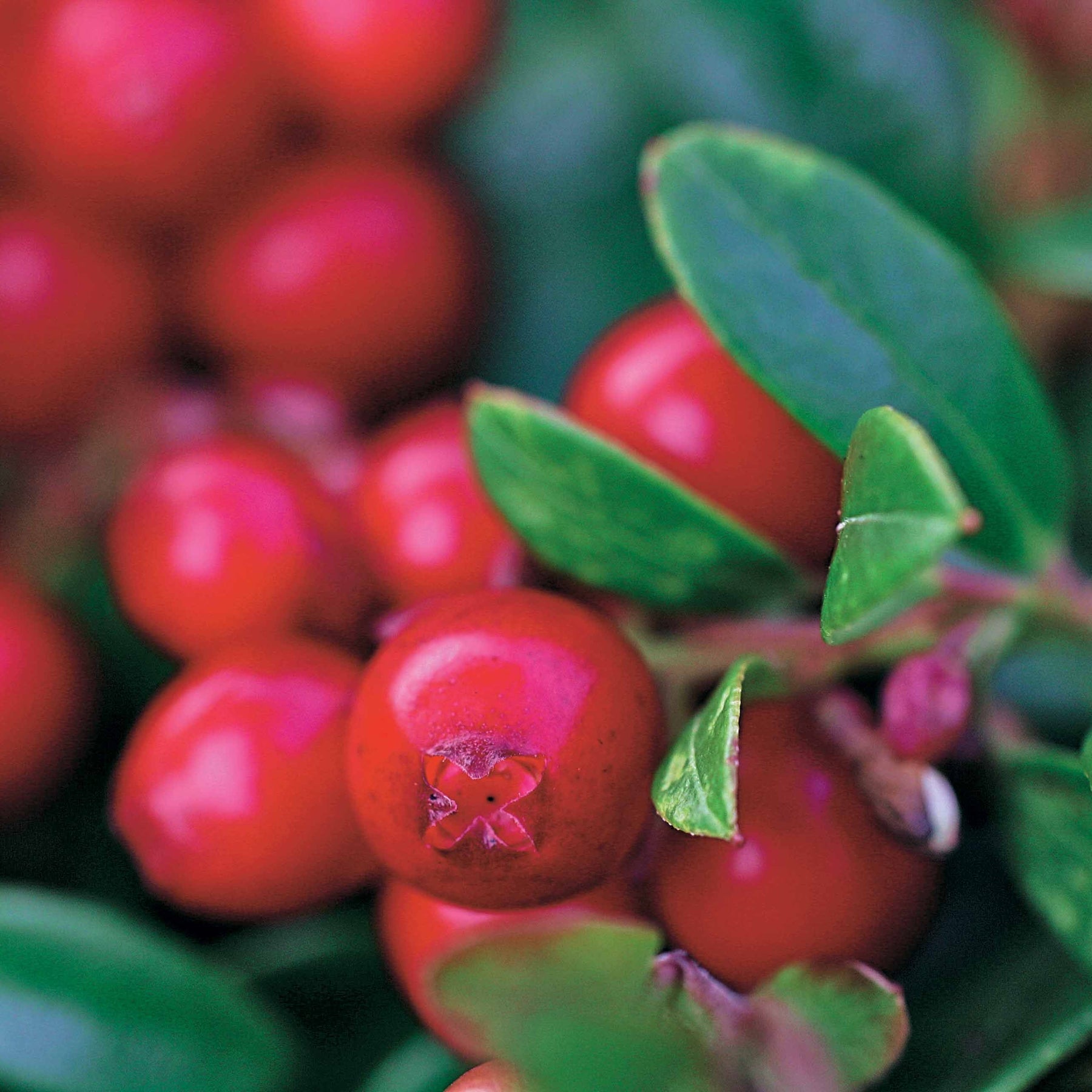 Fruitiers originaux - Airelle rouge Miss Cherry ® - Vaccinium vitis idaea miss cherry ® (meliro)