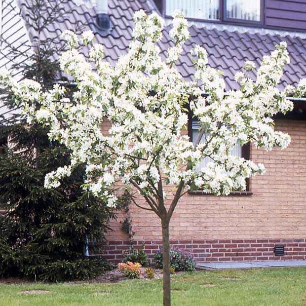 Pyrus communis Doyenné du Comice - Poirier Doyenné du Comice - Poirier