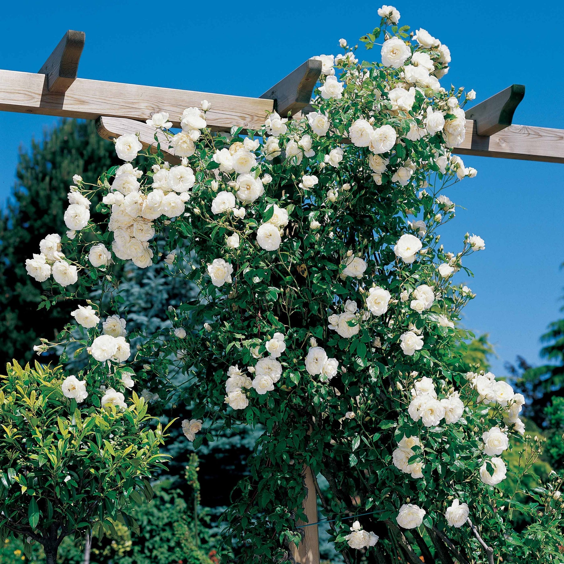 Rosa Hella - Rosier grimpant Hella - Rosiers grimpants