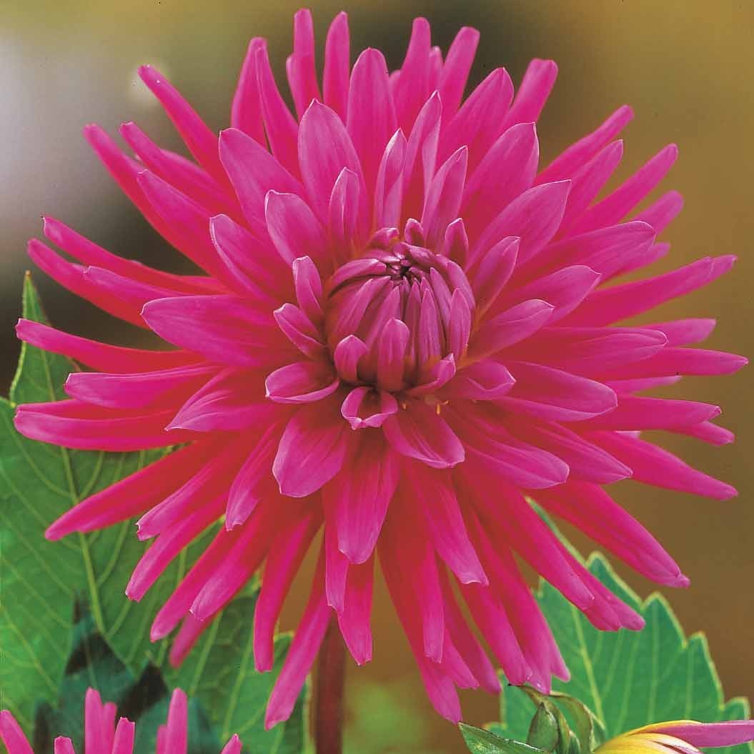 3 Dahlias cactus Purple Gem - Dahlia purple gem - Plantes