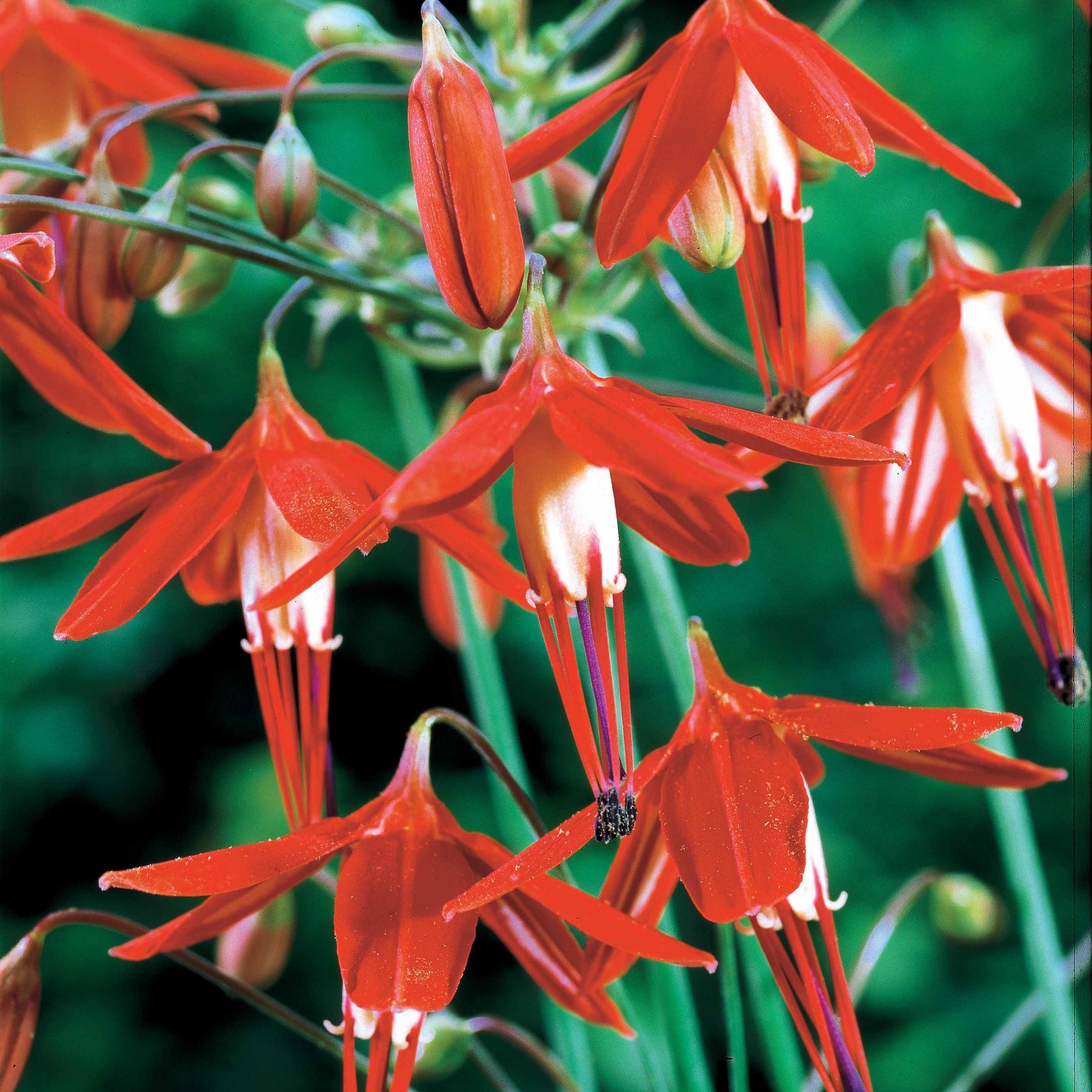 5 Corail du Mexique - Bessera elegans - Willemse