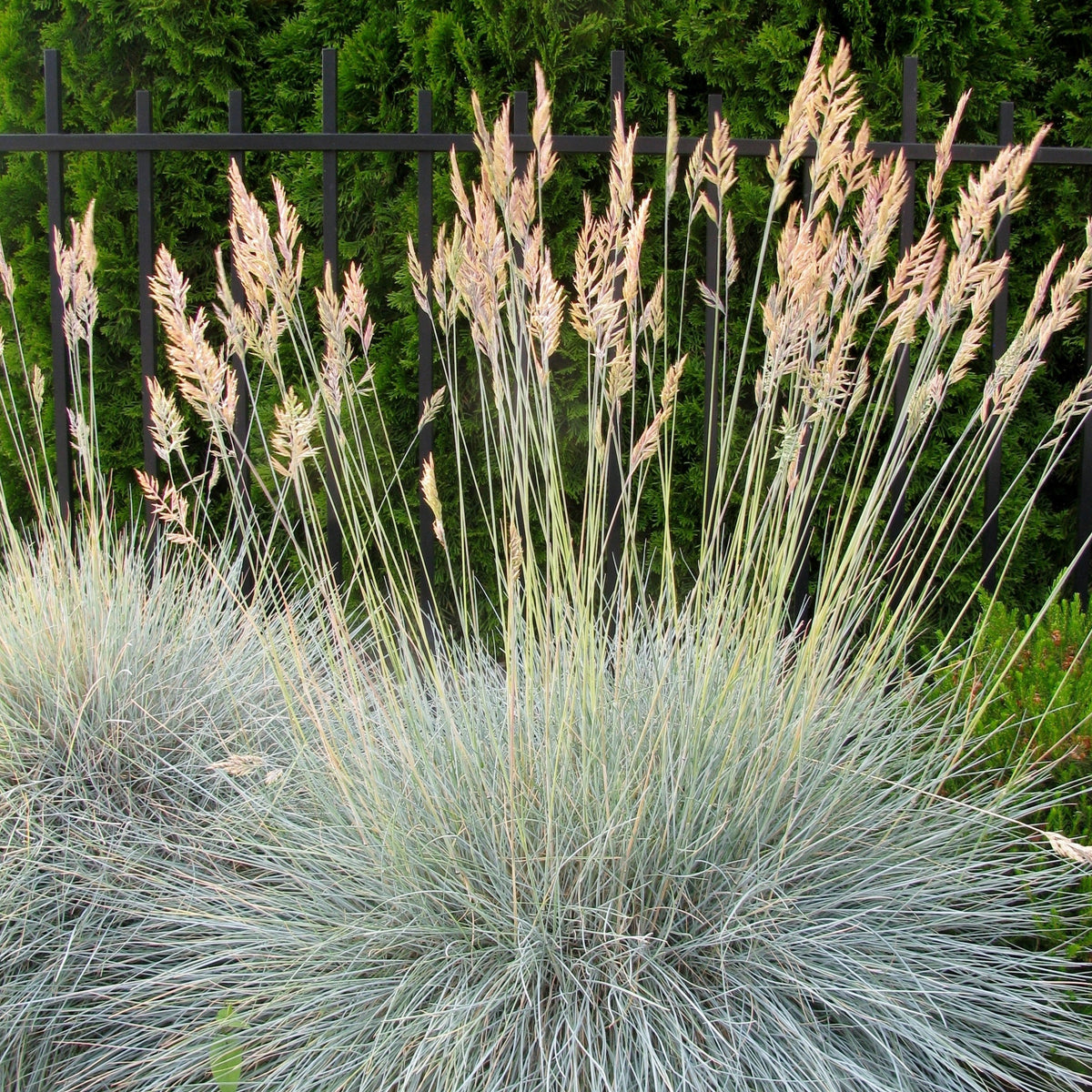 Fétuque bleue - Festuca ovina Glauca - Willemse