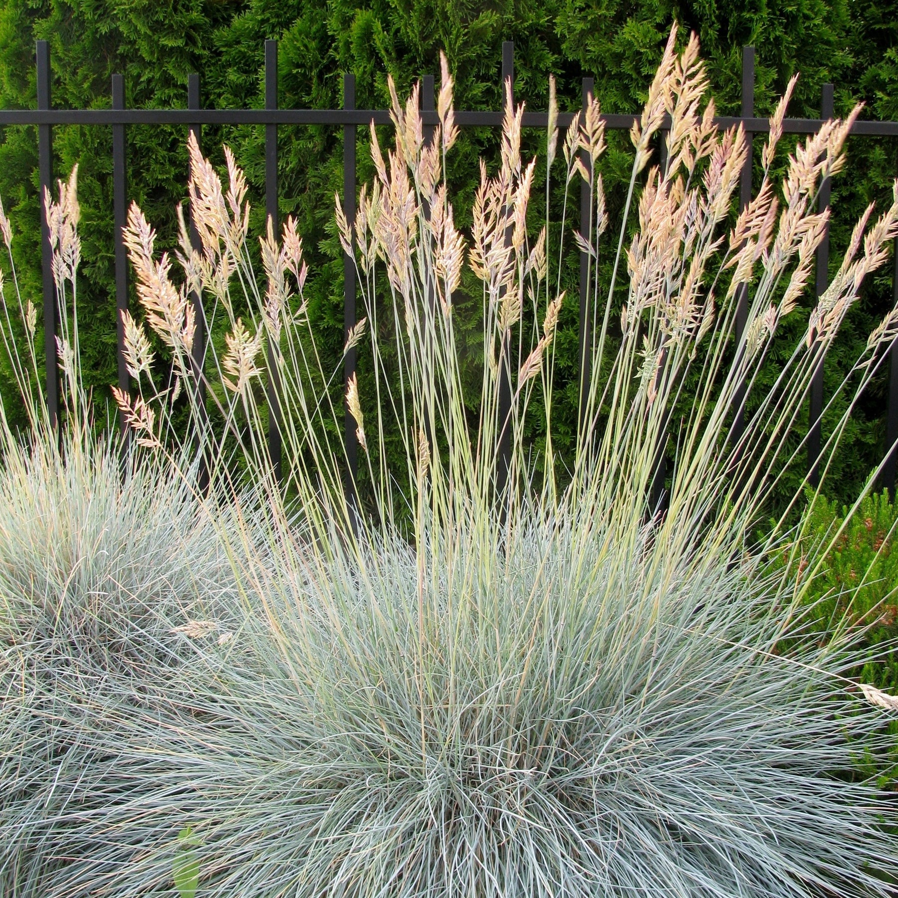 Fétuque bleue - Festuca ovina Glauca - Willemse