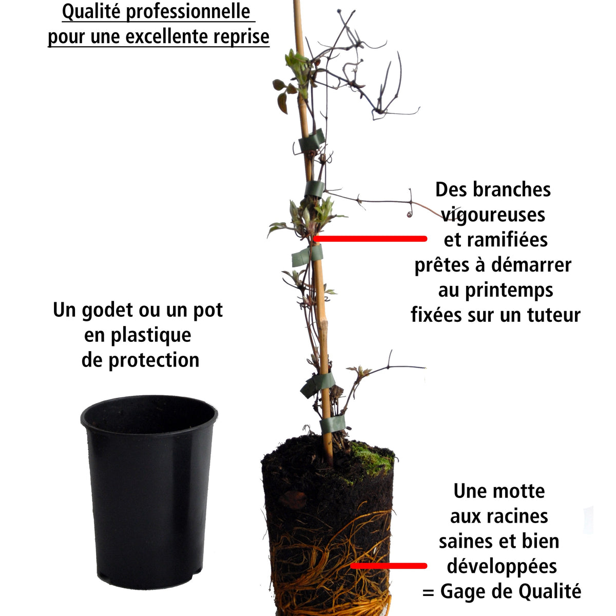 Bignone rouge sur tige - Campsis radicans - Willemse