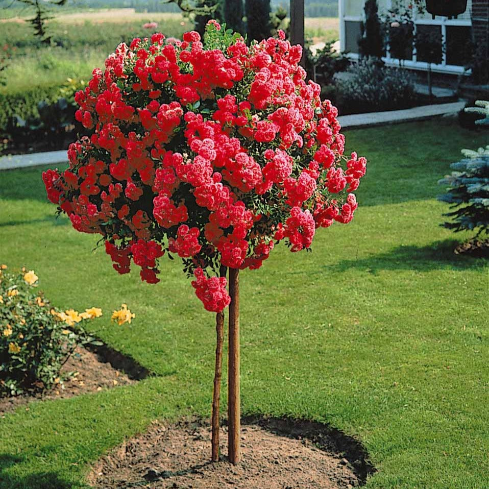 Rosa wichuraiana excelsa - Rosier pleureur Excelsa sur tige - Rosiers sur tige