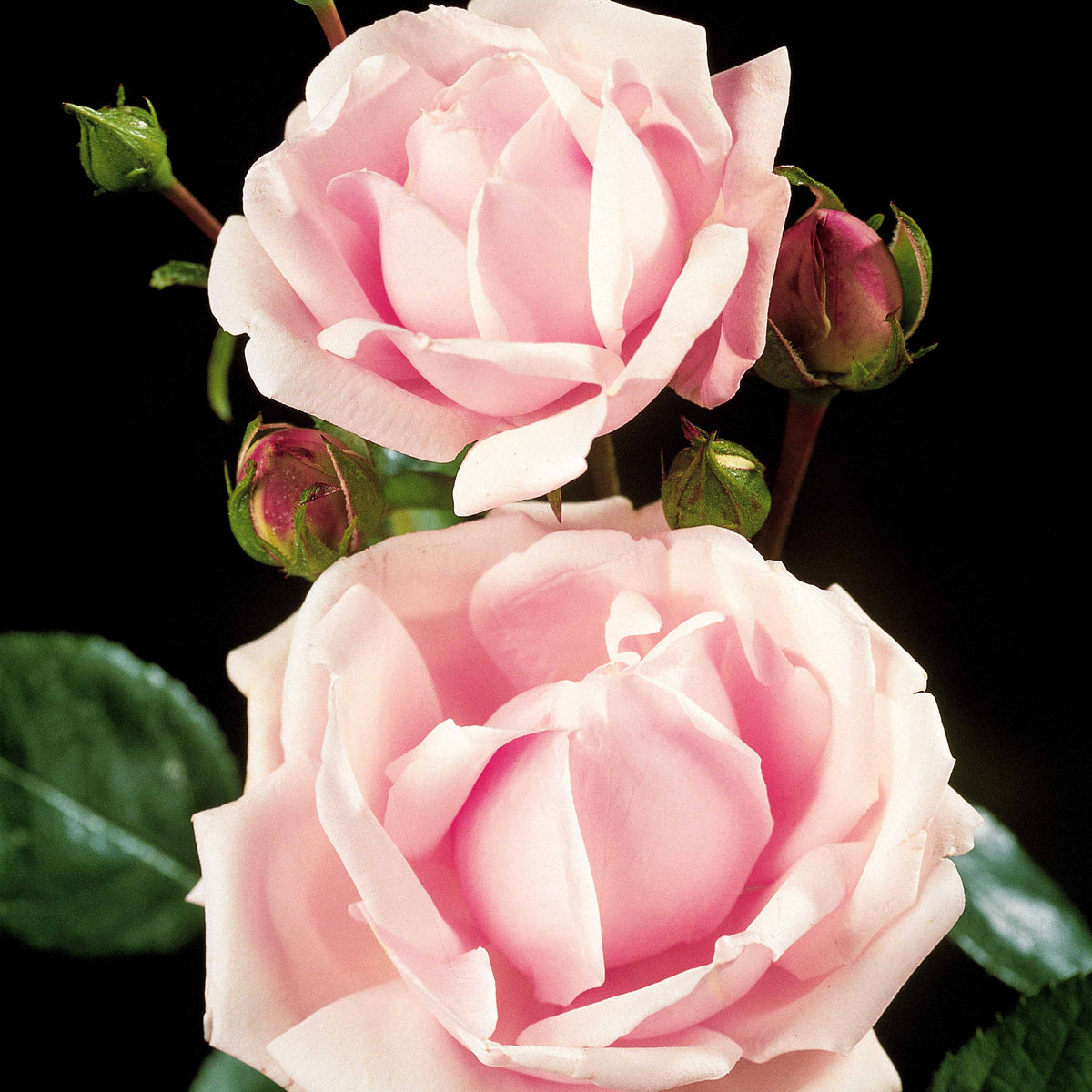 Rosier Cascade rose sur tige - Rosa wichuraiana New Dawn - Willemse