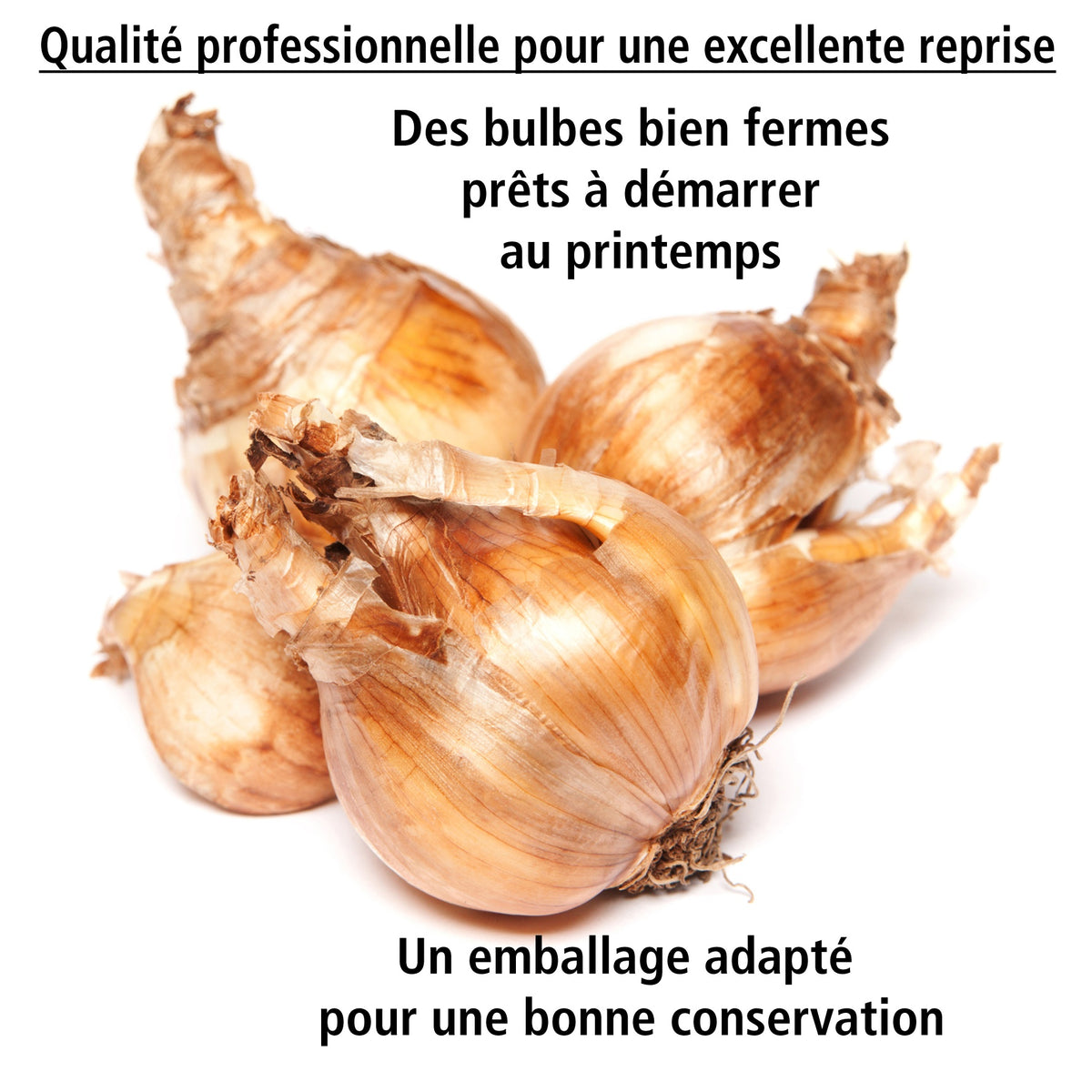 10 Narcisses Sentinelle - Narcissus sentinelle - Willemse