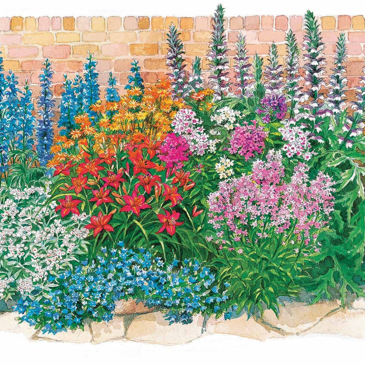 Le massif été fleuri - 18 plantes vivaces - Superficie environ 2 m² - Acanthus mollis, Heliopsis scabra, Aconitum napellus, Phlox paniculata, Hemrocallis Samy Russel, Lychnis viscaria, Anaphalis triplinervis, Campanula carpatica - Willemse