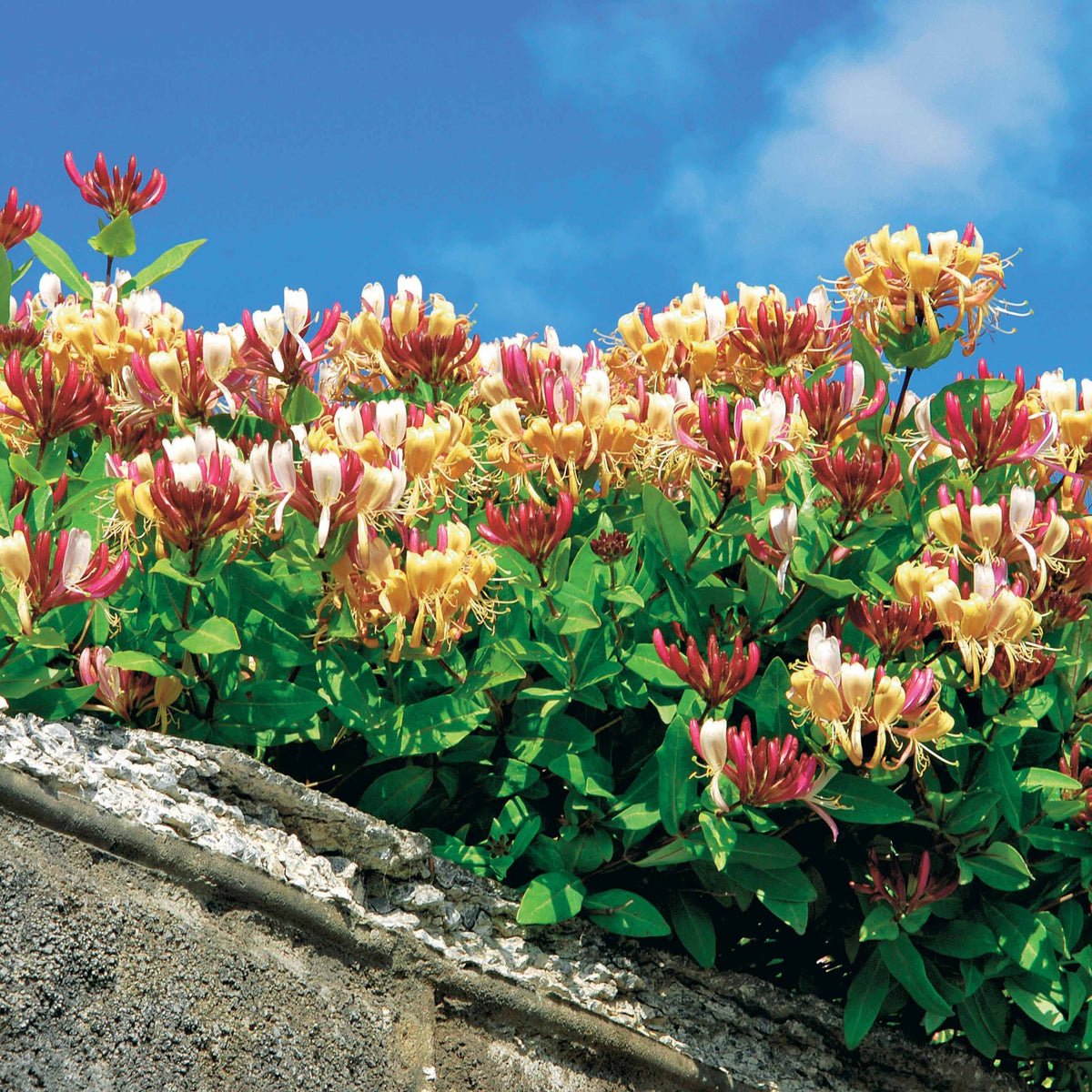 Chèvrefeuille des bois Serotina - Lonicera periclymenum serotina - Willemse