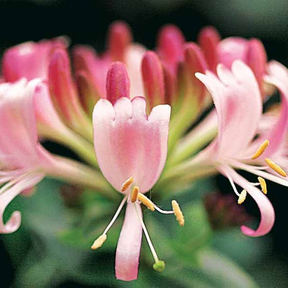 Lonicera periclymenum serotina - Chèvrefeuille des bois Serotina - Chèvrefeuilles