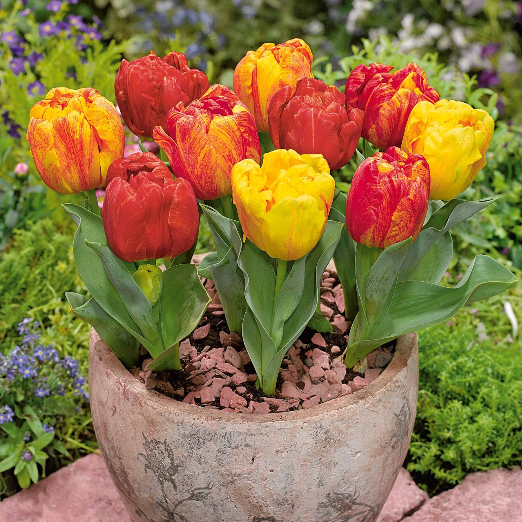 5 Tulipes hâtive Flaming Baby - Willemse
