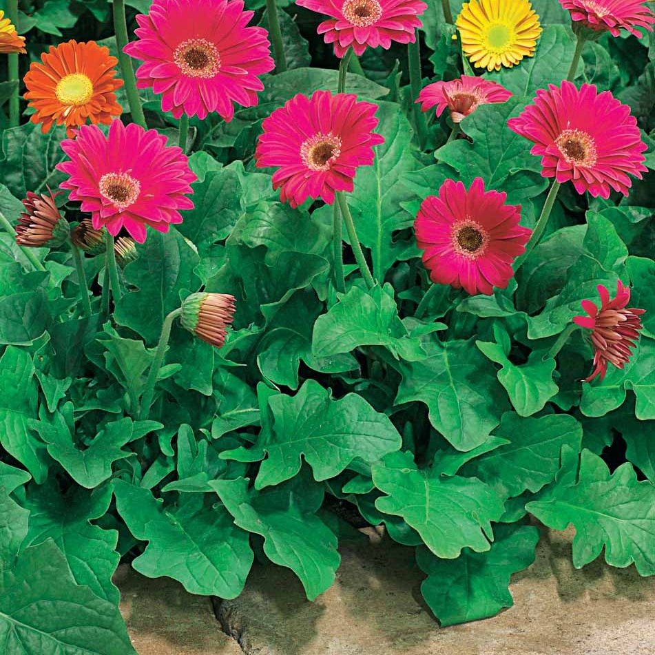 2 Garvineas rouges - Willemse