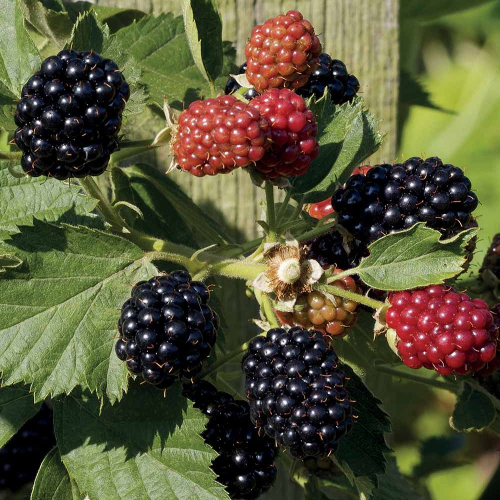 Mûrier - Mûrier Reuben - Rubus fruticosus reuben®