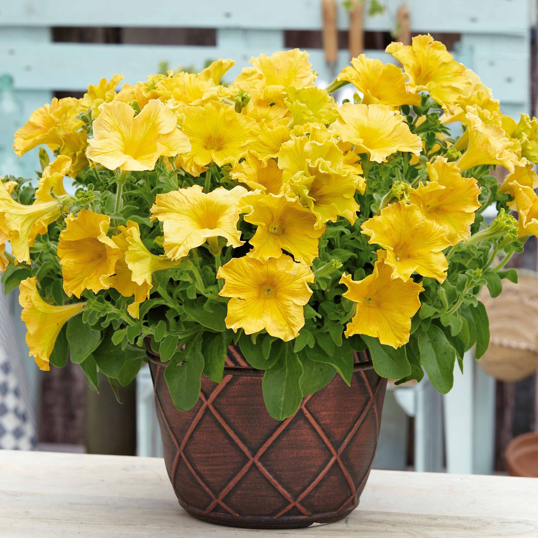 Petunia Happy Giant Yellow - 3 Pétunias géants jaunes - Pétunias