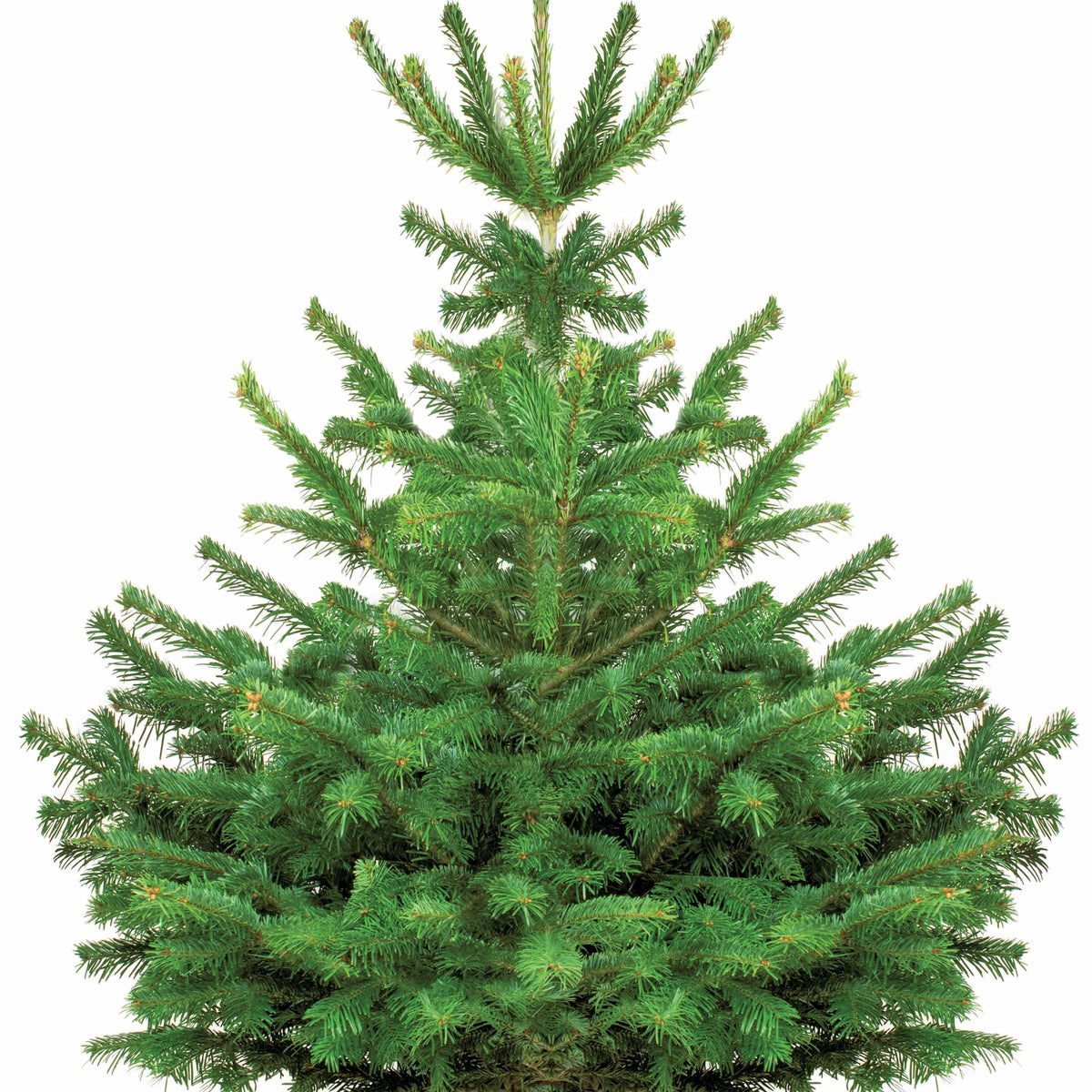 Sapin de Noël naturel Nordmann 125/ 150 cm livré avec sa bûche - Willemse