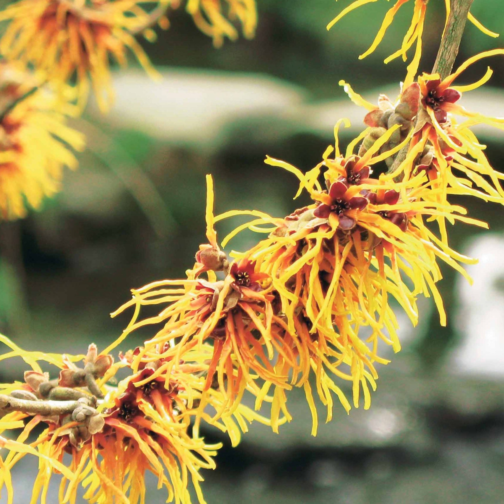 Hamamélis - Hamamélis de Chine - Hamamelis mollis