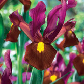 20 Iris de Hollande Braise rouge - Willemse