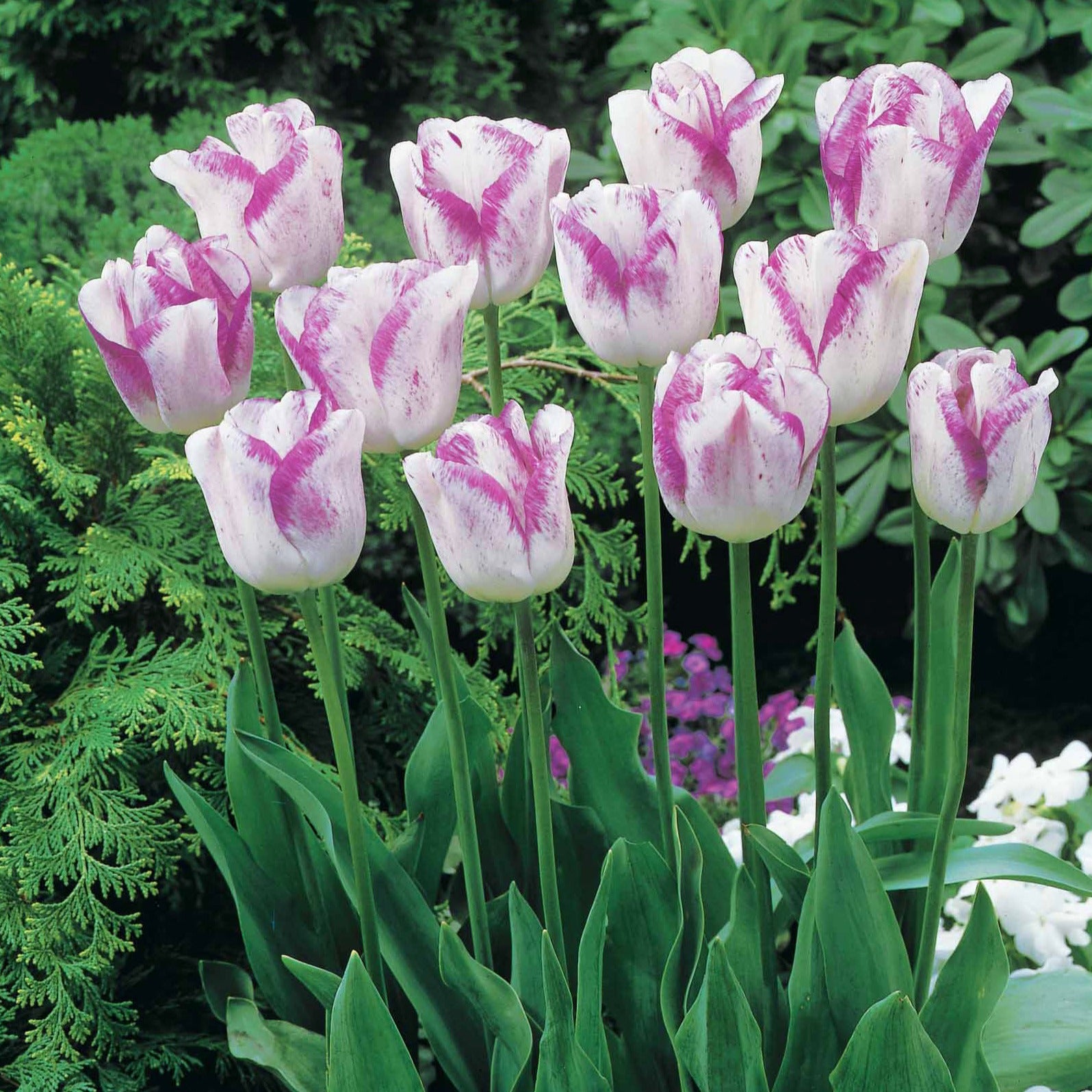 Tulipa angélique , double shirley - Collection de 20 Tulipes romantiques Angélique et  Shirley - Tulipe