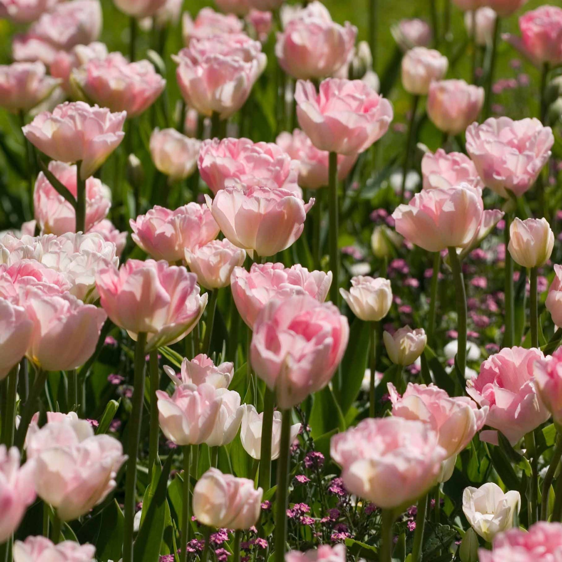 Collection de 20 Tulipes romantiques Angélique et  Shirley - Tulipa angélique , double shirley - Willemse