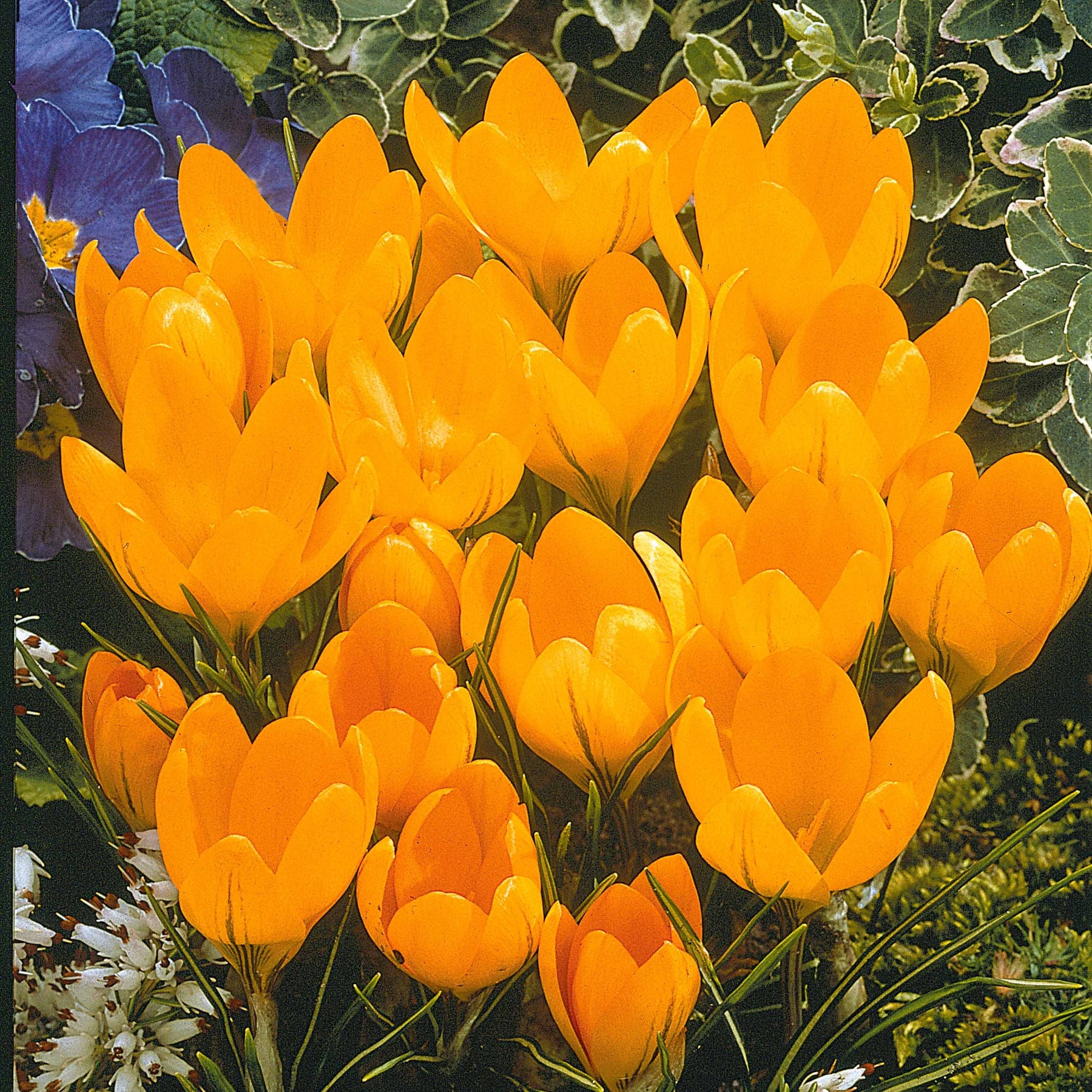15 Crocus Mammouth jaune - Willemse