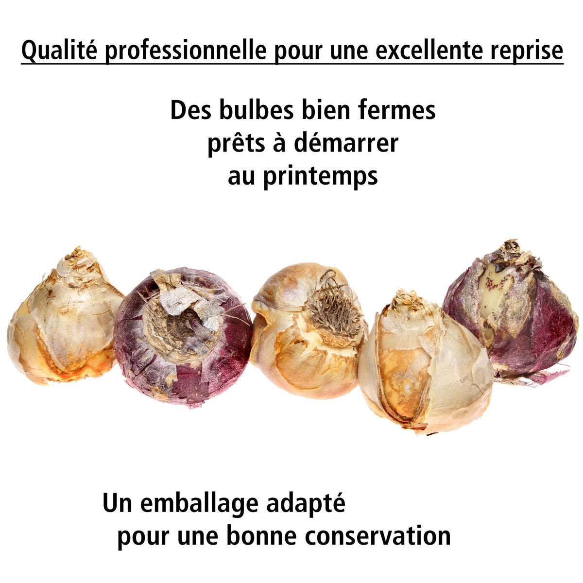 3 Jacinthes bleues - Hyacinthus orientalis - Willemse