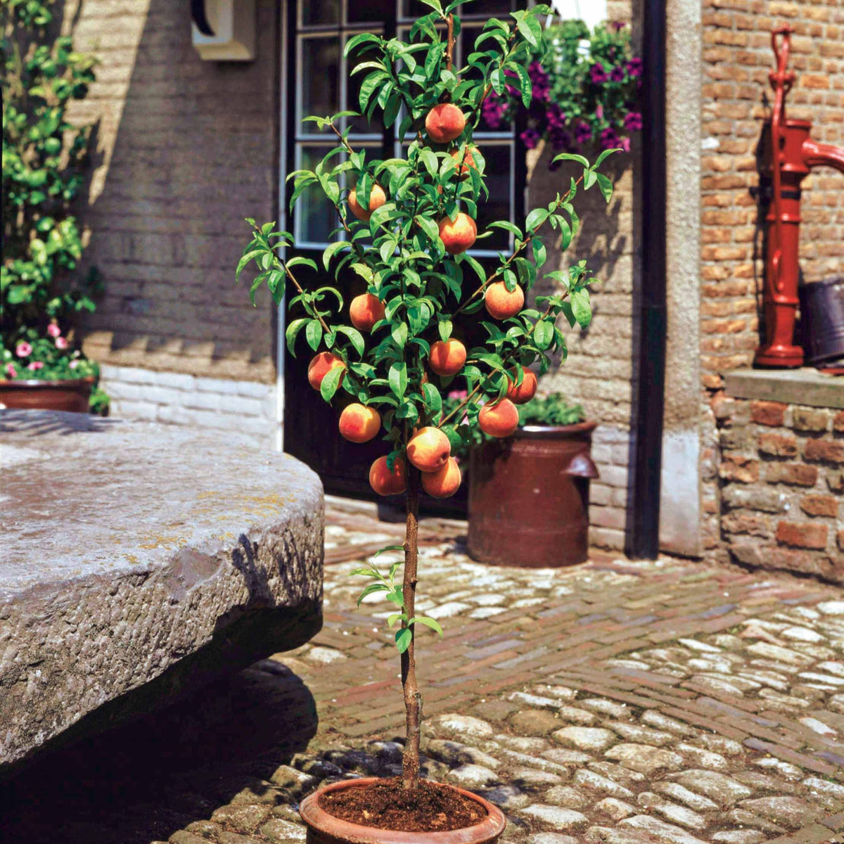 Mini-pêcher Suncrest - Prunus persica suncrest - Plantes