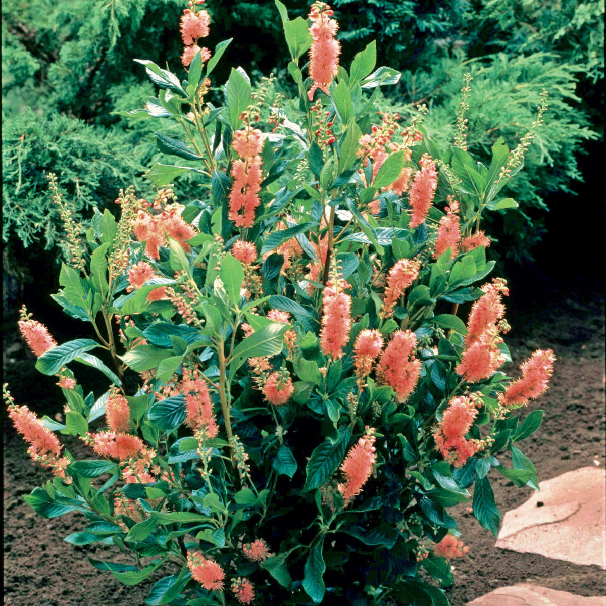 Clethra Flèche rose - Clethra alnifolia Pink Spire - Willemse