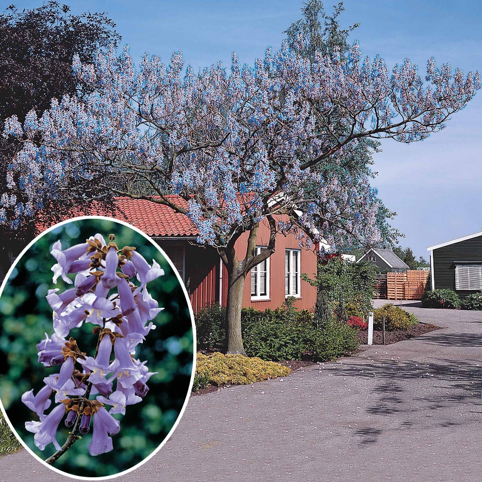 Vente Paulownia tomentosa - L'Arbre impérial - Paulownia