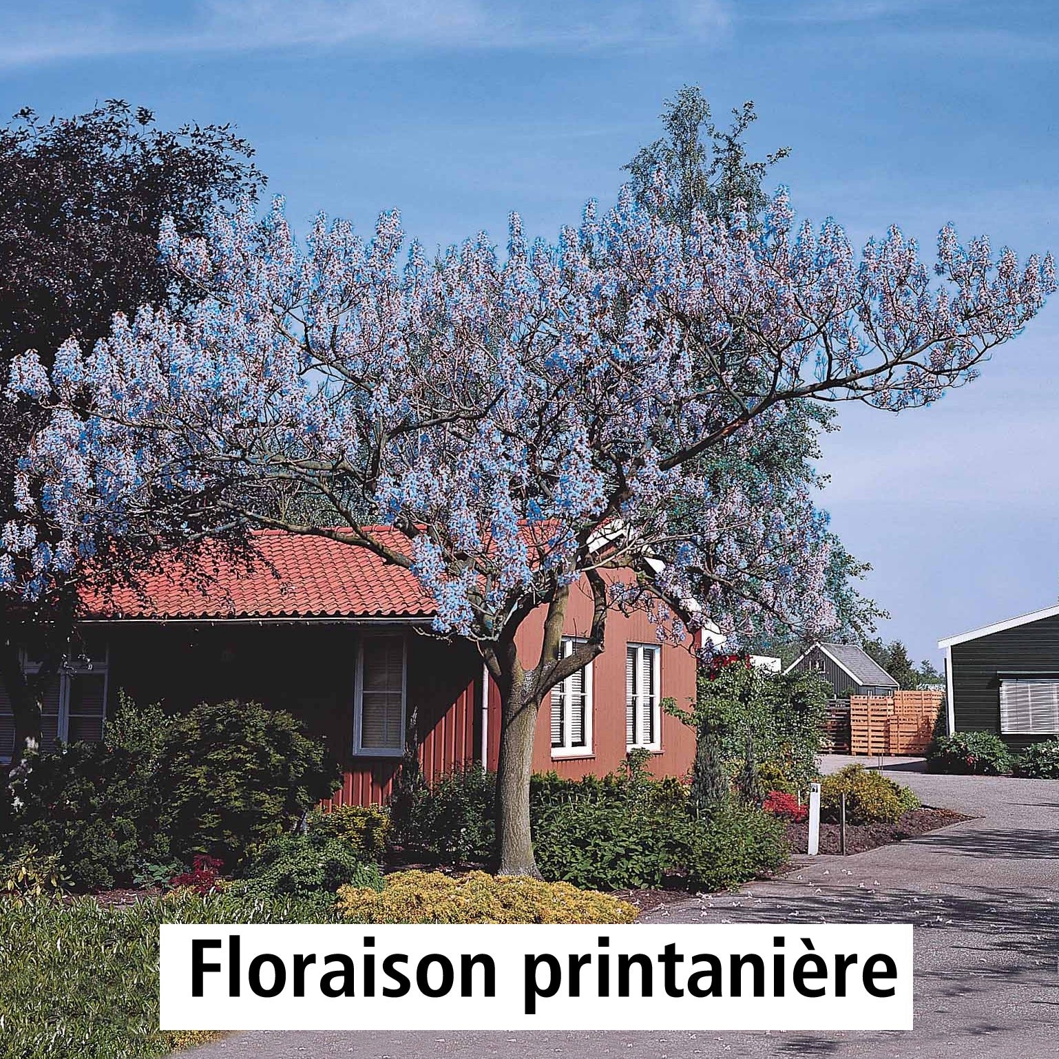 Vente L'Arbre impérial - Paulownia - Paulownia