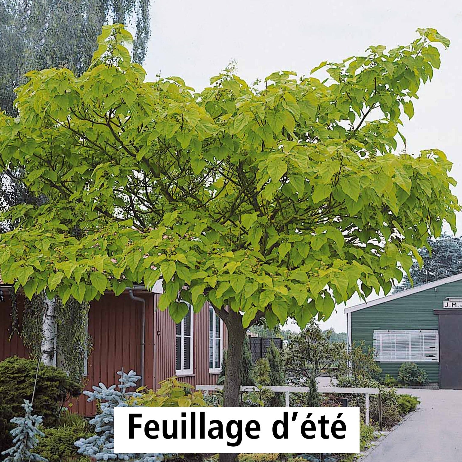 Vente Paulownia - L'Arbre impérial - Paulownia