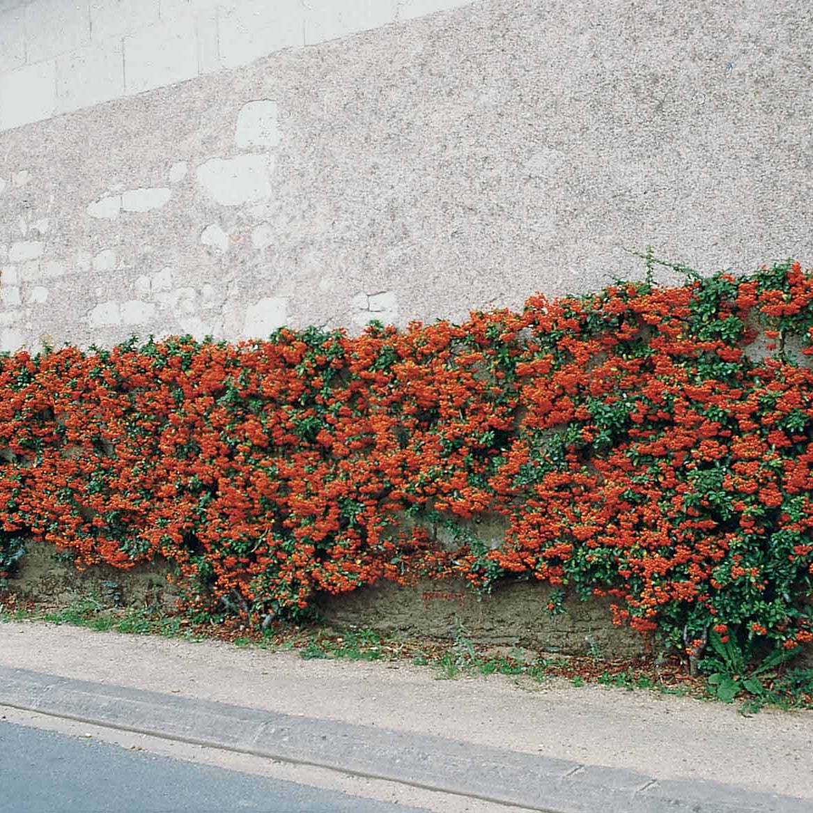 3 Pyracantha Saphyr rouge - Pyracantha saphyr rouge - Plantes