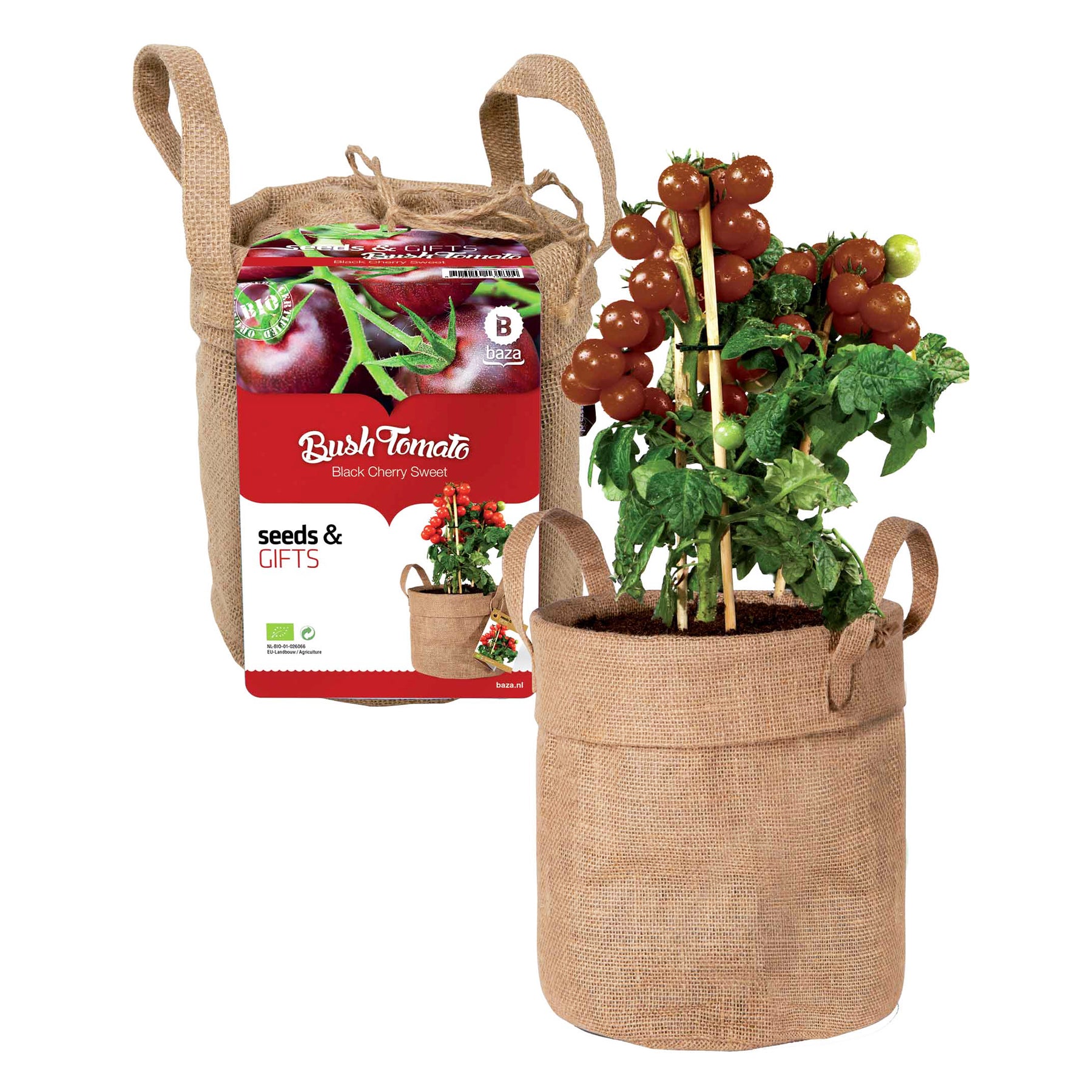 Kit Tomate cerise noire avec sac déco et terreau - Willemse