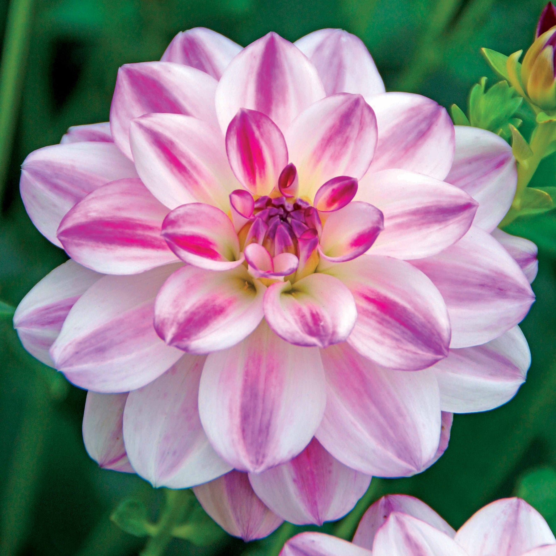 3 Dahlias caméléon Saint Martin - Willemse