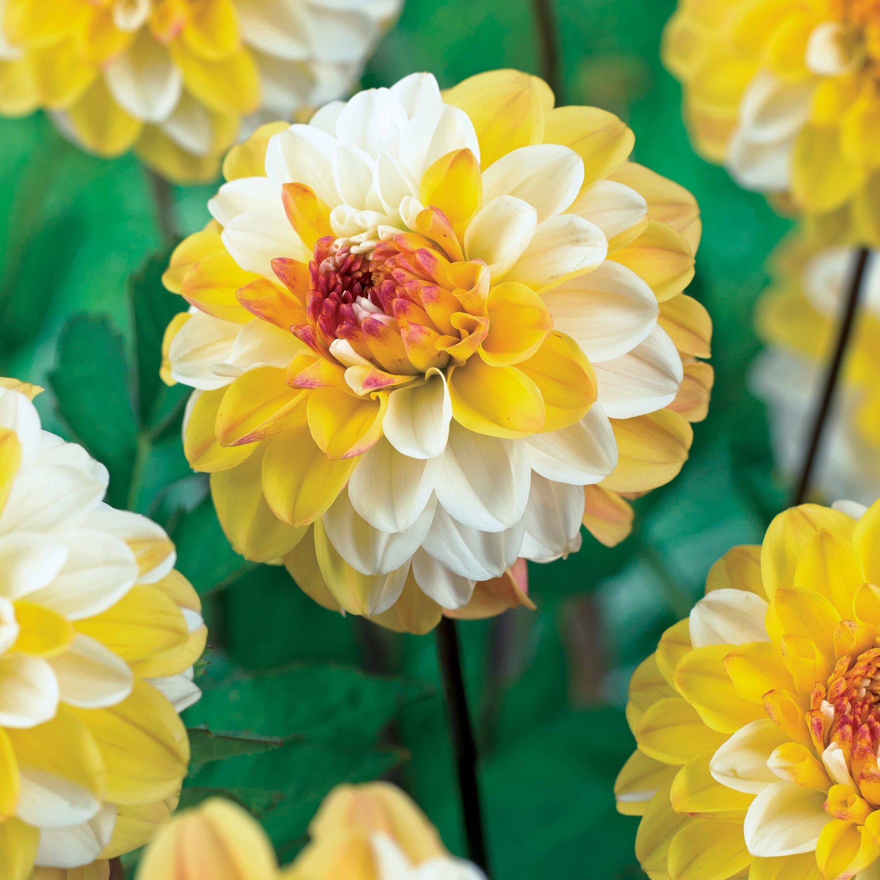 Dahlia double jill - 3 Dahlias pompon Double Jill - Dahlia