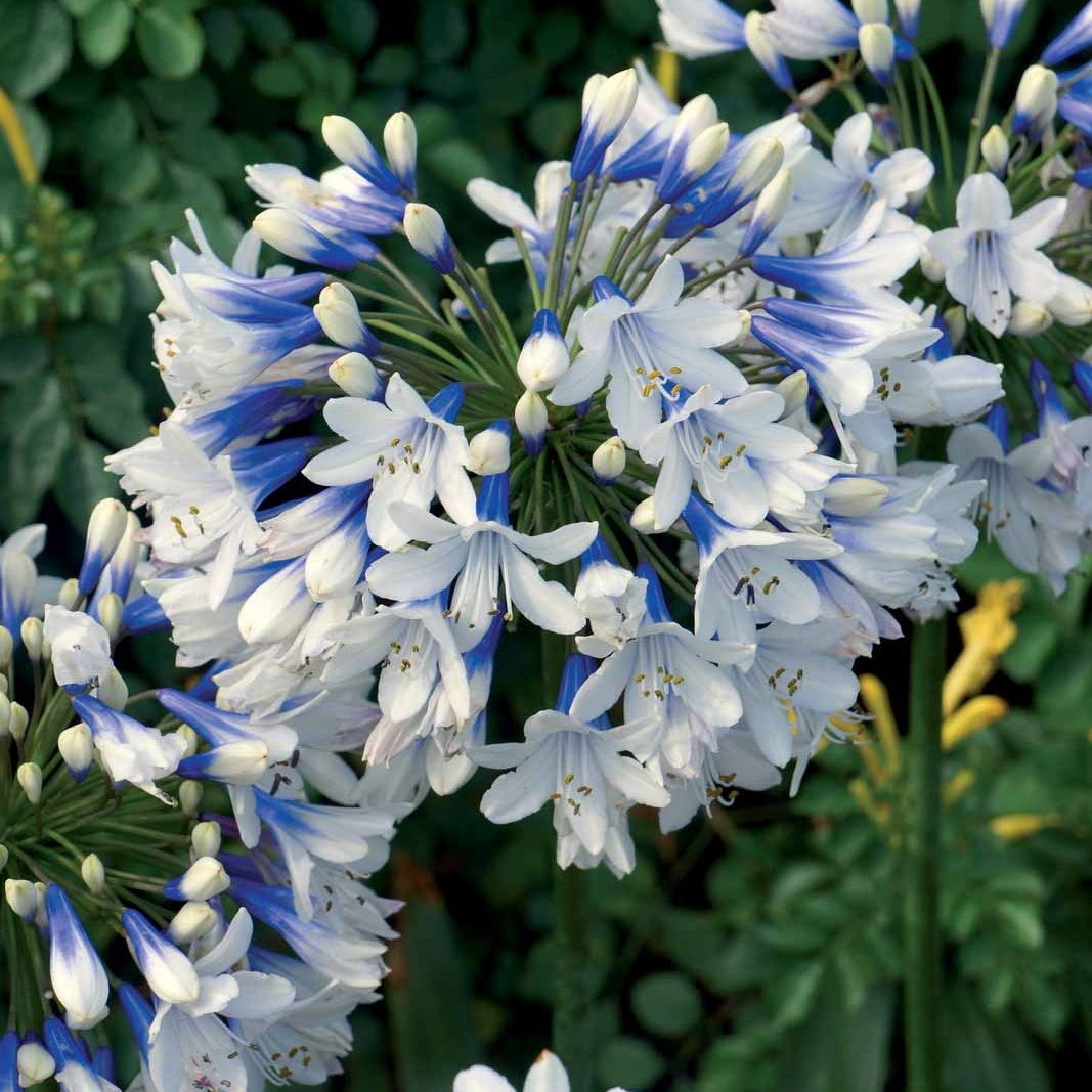 Agapanthus Twister - Agapanthe Twister - Agapanthes
