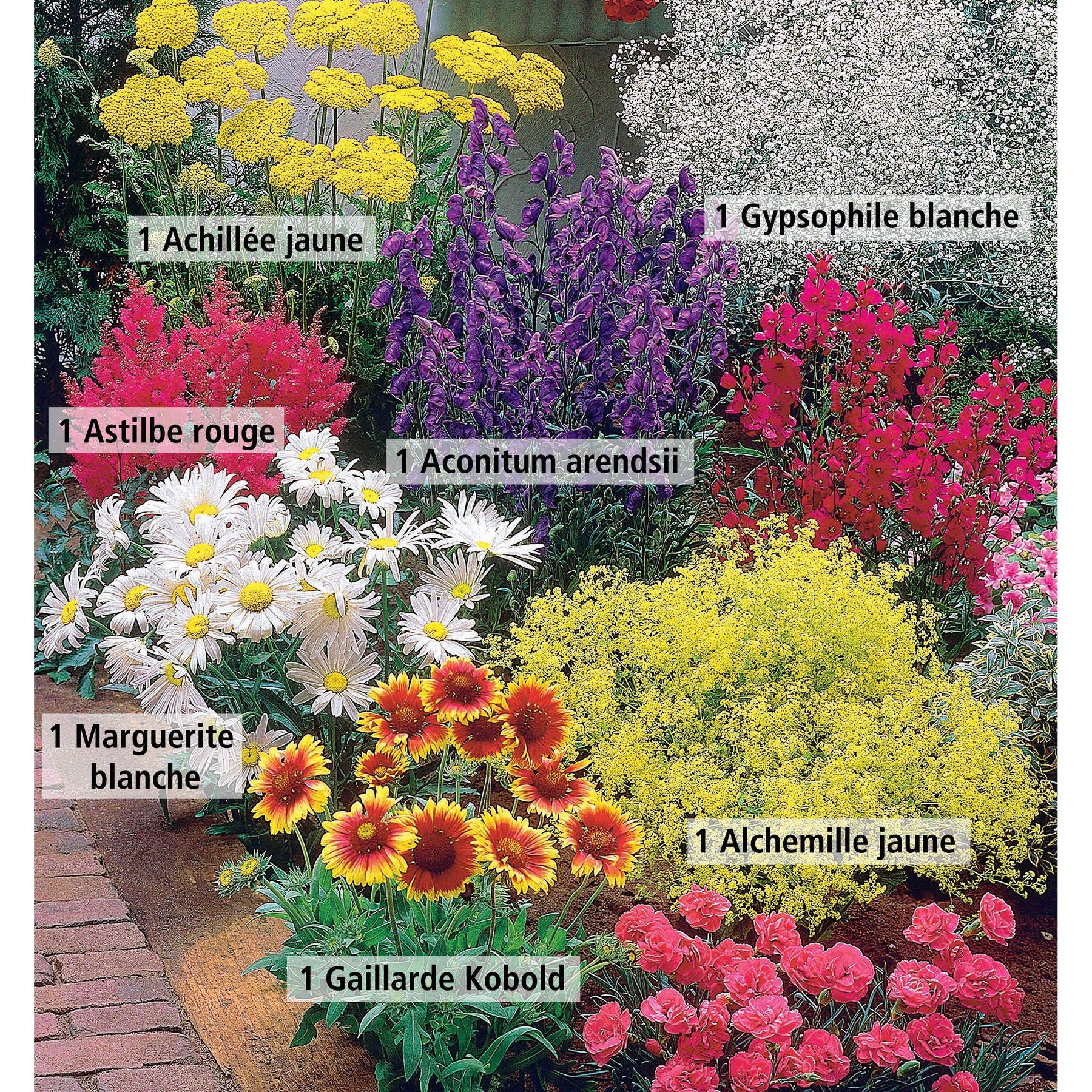 Achillea filipendula, Sidalcea Rosanna, Aconitum arendsii, Astilbe, Lencanthemum superbum Silver Princess, Alchemilla Mollis, Gaillarda Kobold, Dianthus plumarius Fortuna - Massif fleuri facile - 8 plantes vivaces - Superficie environ 1,5 m² - Collections de vivaces
