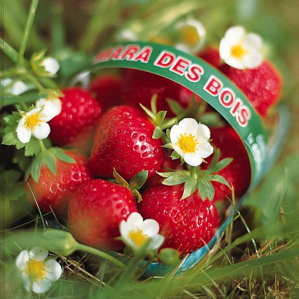 Fraisiers - Fraisiers remontants Mara des Bois - Fragaria vesca mara des bois