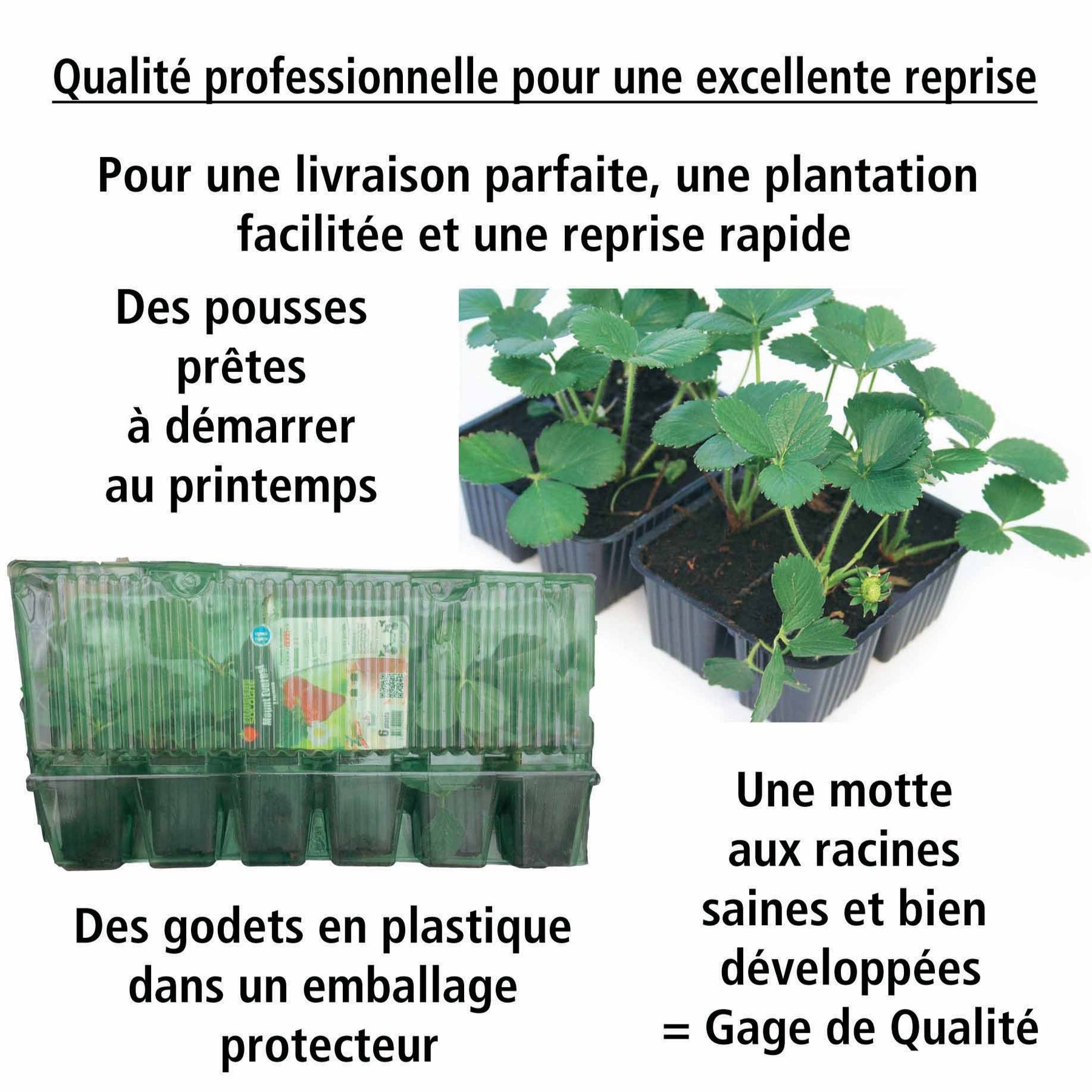 Vente Fraisier Magnum - Fragaria x ananassa magnum cov marionnet 97
