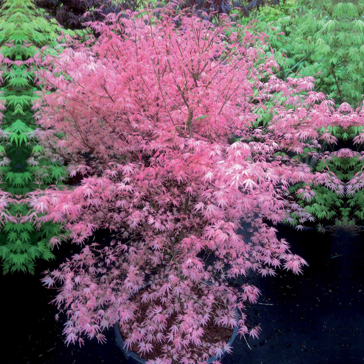 Erable Taylor - Acer palmatum taylor - Willemse