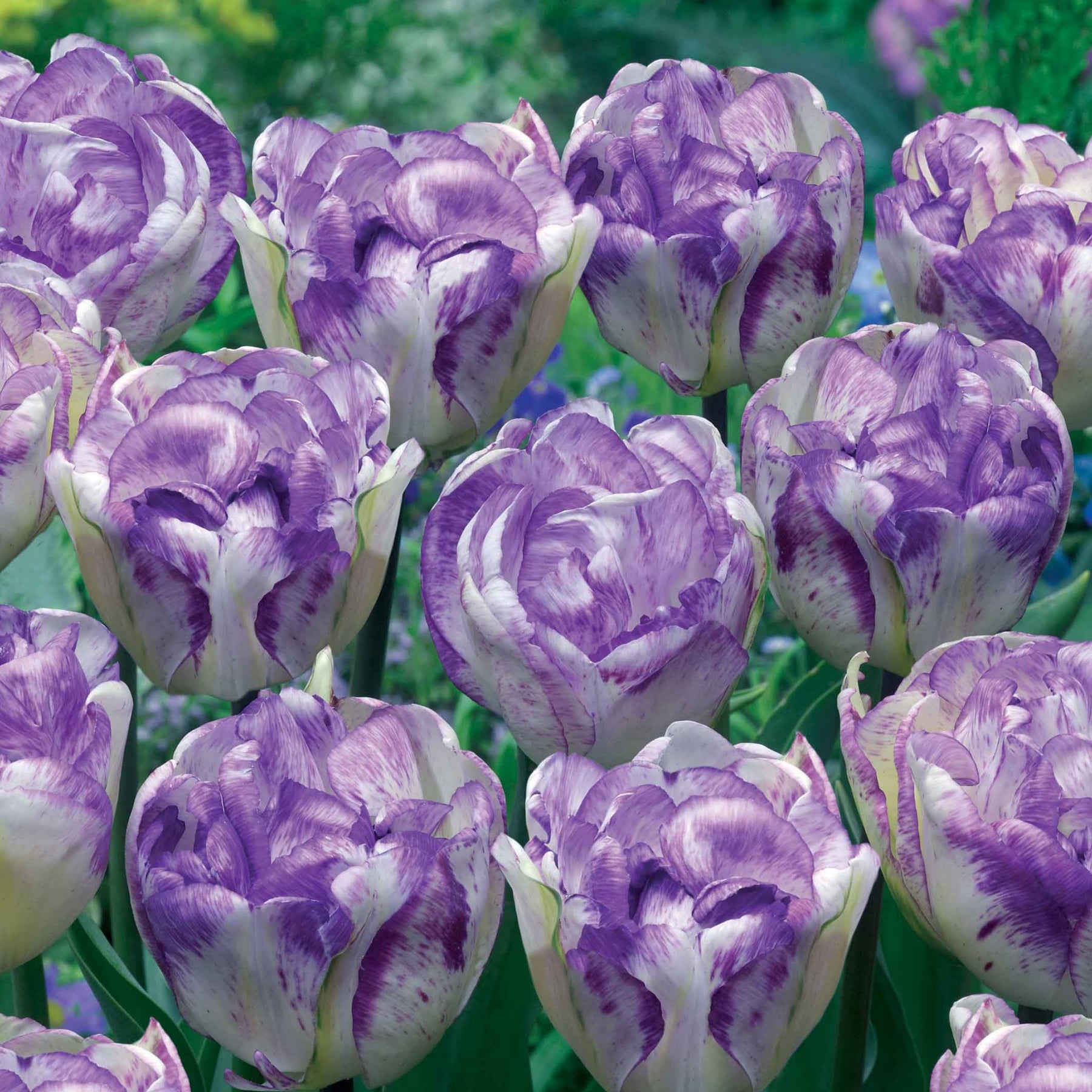5 Tulipes à fleurs de pivoine Shirleydouble - Willemse
