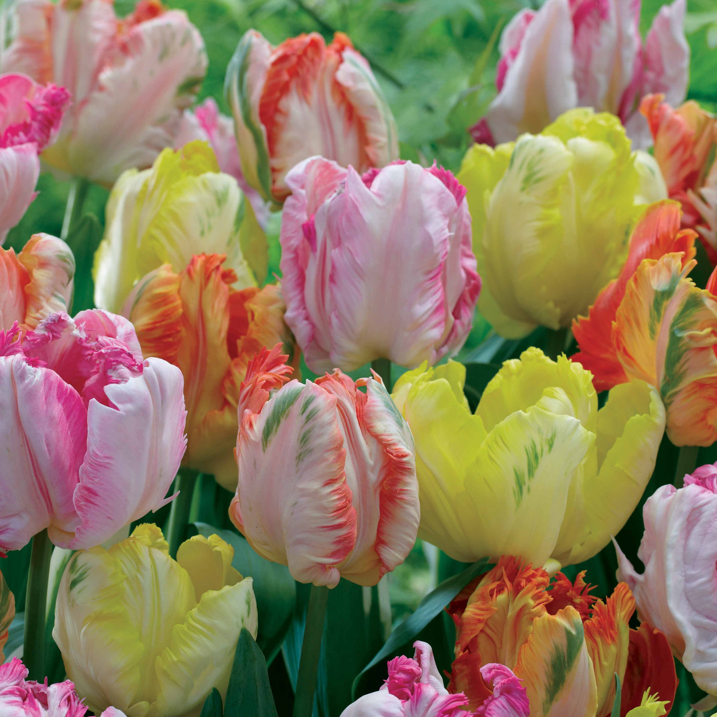 18 Tulipes perroquets pastel en mélange - Willemse