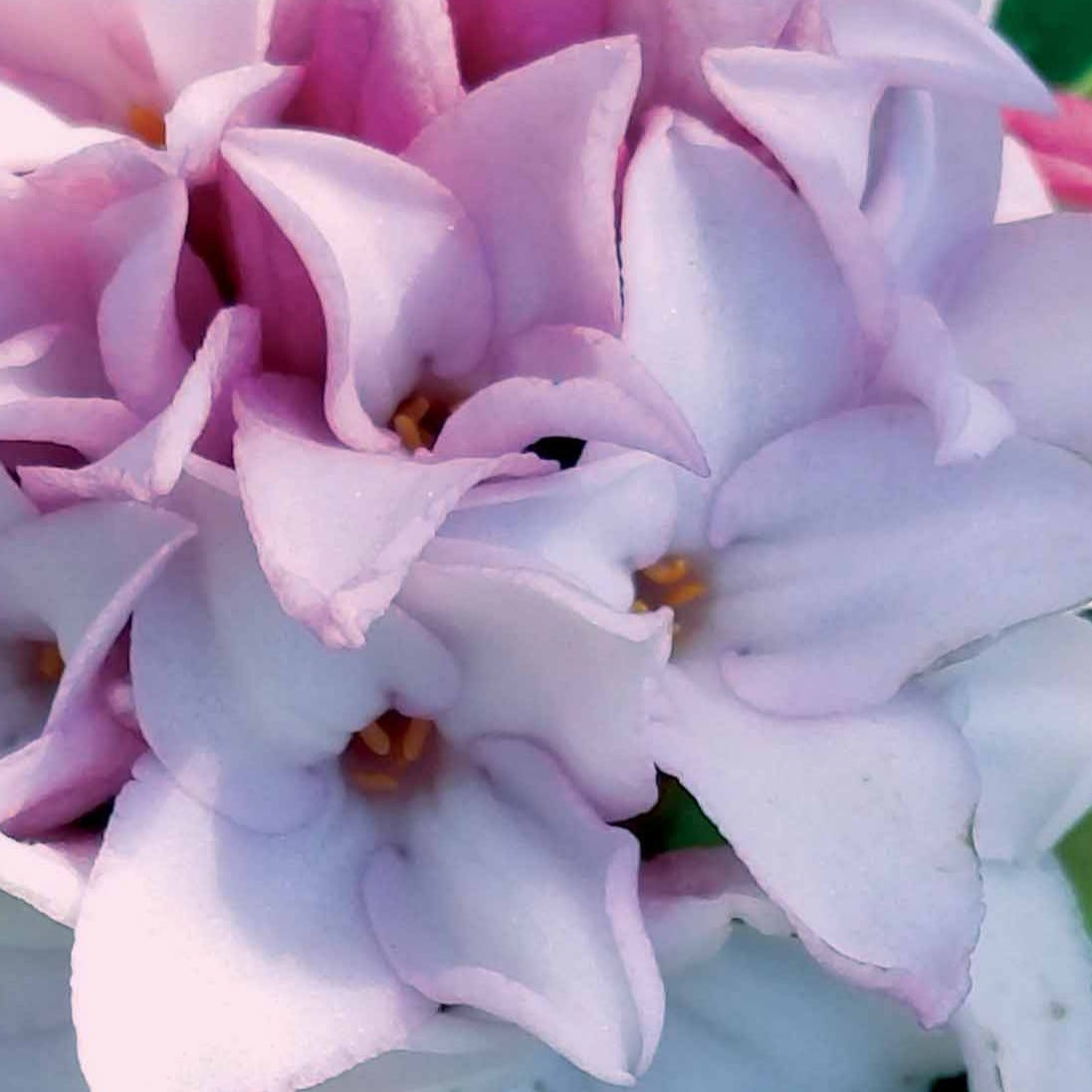 Daphne Perfum Princess - Daphne x  odora x bholua perfume princess ® - Plantes