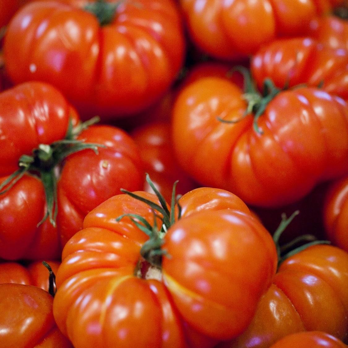 3 Plants de Tomate Marmande - Solanum lycopersicum marmande - Plants potagers