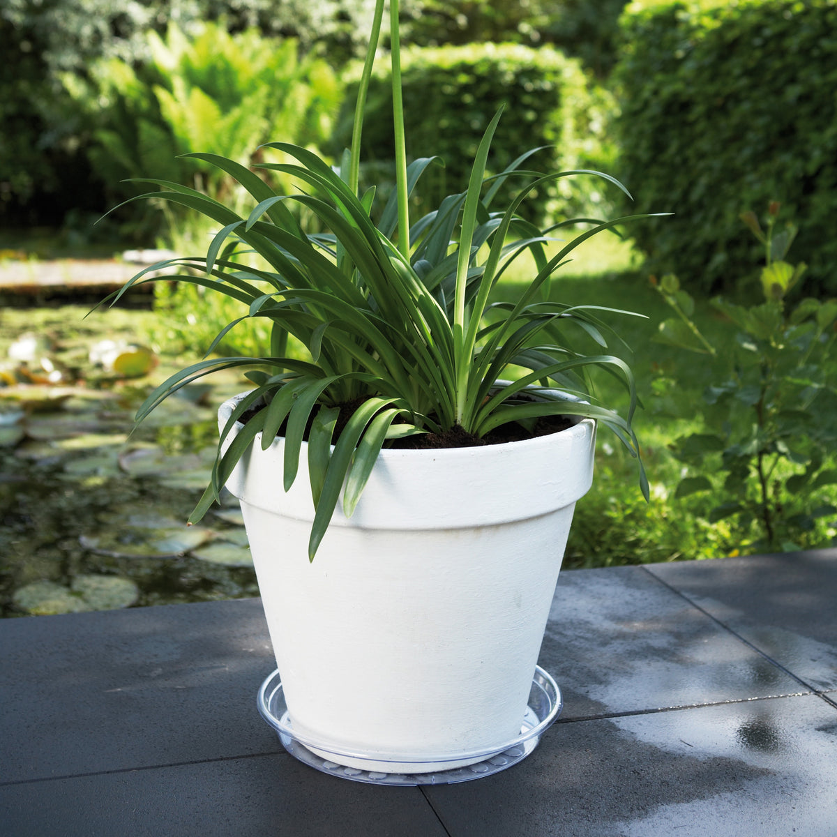Soucoupe Uni-Saucer ELHO -  - Willemse