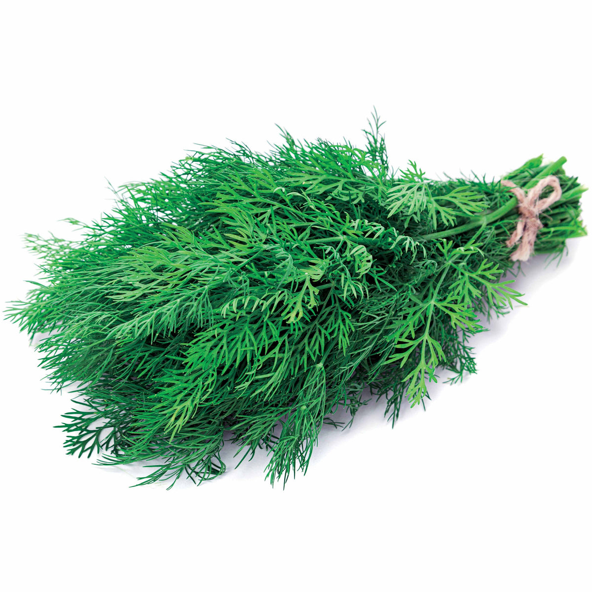 Aneth Bouquet - Anethum graveolens bouquet - Willemse