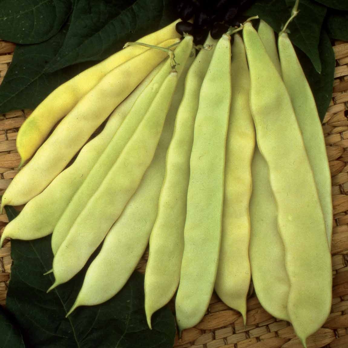 Haricot à rames Or du Rhin - Merveille de Venise - Phaseolus vulgaris or du rhin - Potager