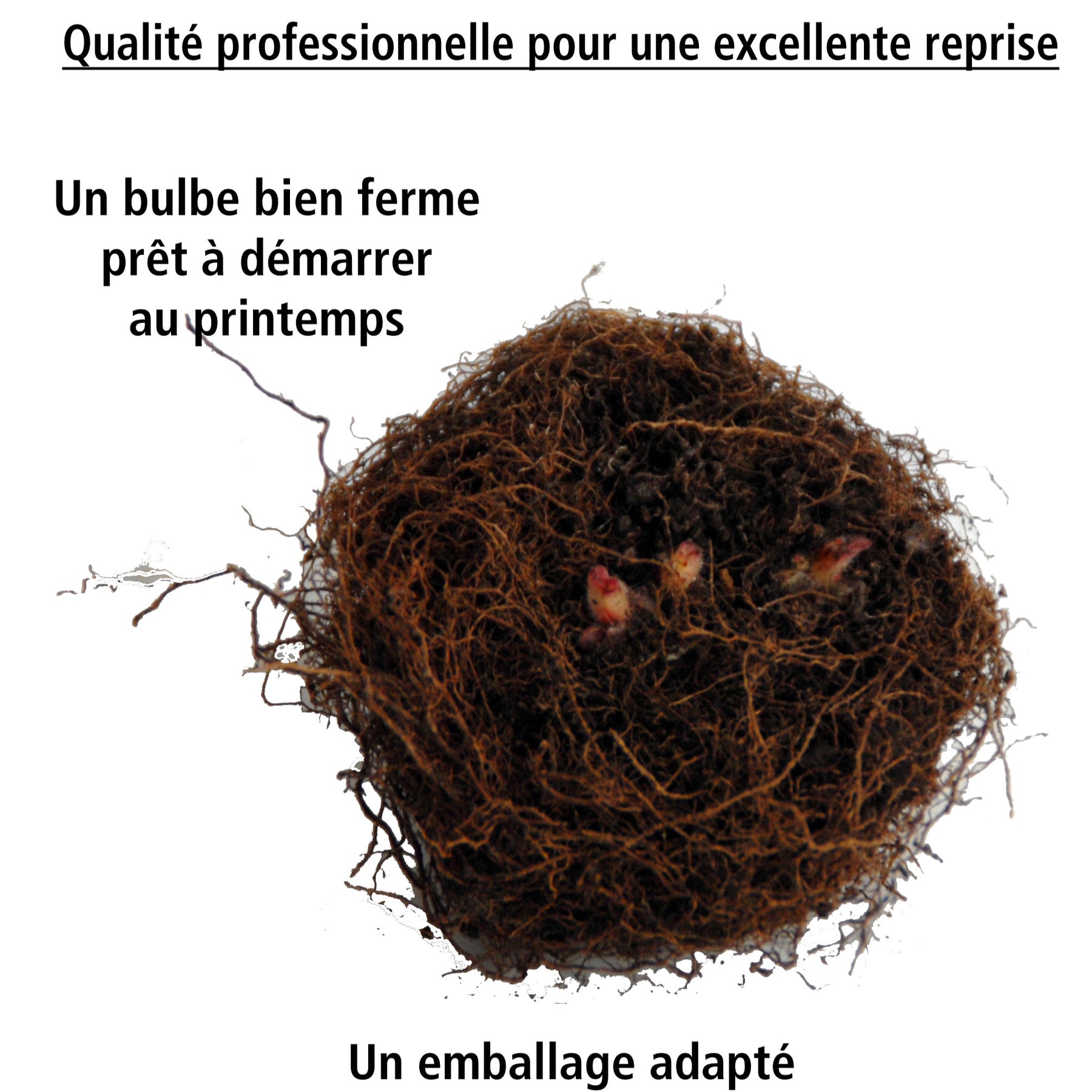 3 Gloxinias rouge, blanc, bleu en mélange - Sinningia speciosa - Willemse