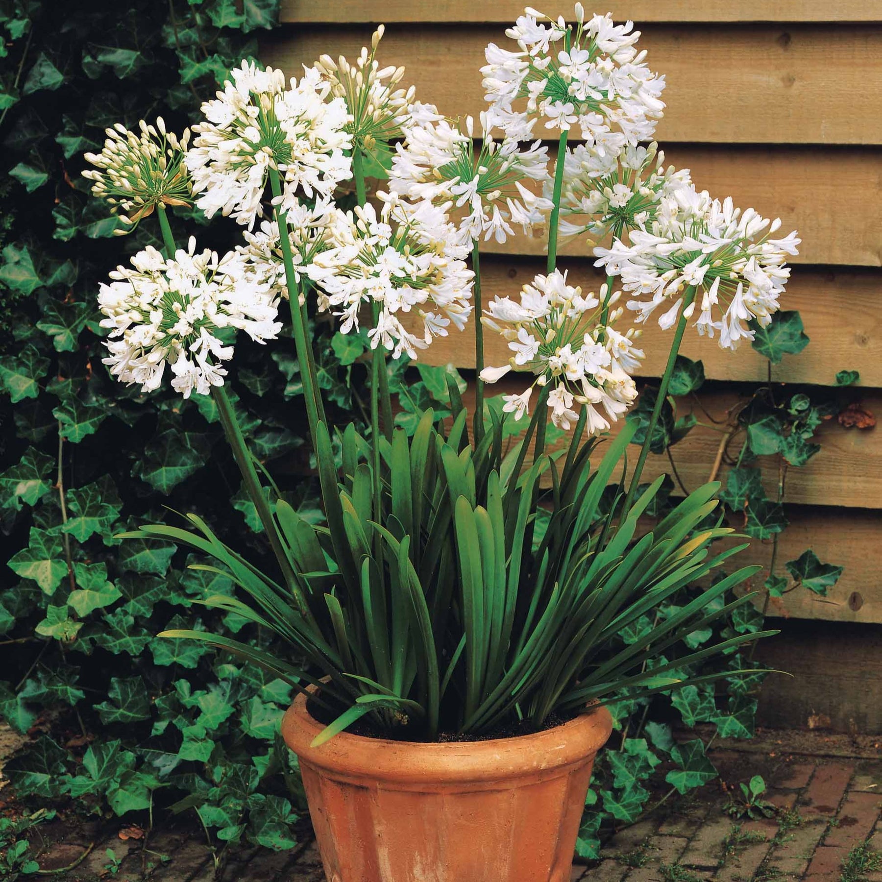 Vente Agapanthe blanche - Agapanthus Polar Ice