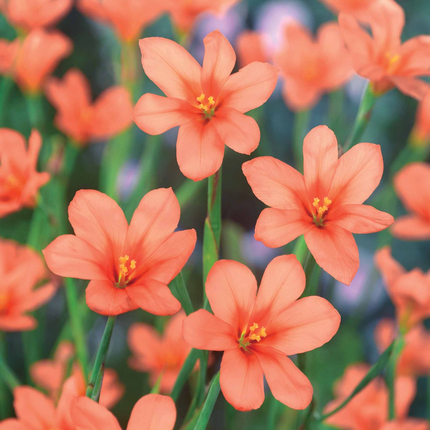 10 Homérias saumon - Willemse