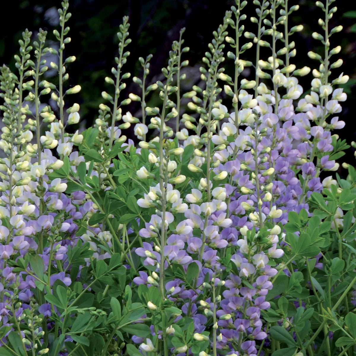 Lupin indigo Eclipse de lune - Willemse
